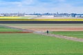 Vibrant yellow daffodil and red tulip flowers field, blue cloudy sky Royalty Free Stock Photo