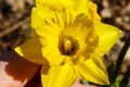 Vibrant Yellow Daffodils in Bloom: A Close-up Shot of April\'s Spring Beauty Royalty Free Stock Photo