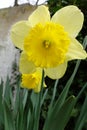 Vibrant Yellow Daffodils in Bloom: A Close-up Shot of April\'s Spring Beauty Royalty Free Stock Photo