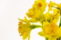 Vibrant Yellow Daffodils Isolated on White background -2 Royalty Free Stock Photo