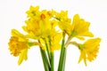 Vibrant Yellow Daffodils Isolated on White background -1 Royalty Free Stock Photo