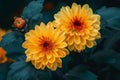 Vibrant yellow dahlia flowers in bloom