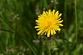 Vibrant Yellow Dandelion Flowering in thick Green Grass