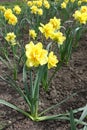 Vibrant yellow double flowers of daffodils