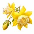 Vibrant Yellow English Columbine Flower Clipart On White Background