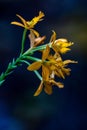 Vibrant yellow Epidendrum ibaguense flower grown in the garden