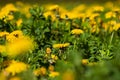 Vibrant yellow field of dandelions basking in the sunshine on a sunny summer day