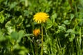 Vibrant yellow field of dandelions basking in the sunshine on a sunny summer day Royalty Free Stock Photo