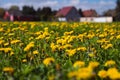 Vibrant yellow field of dandelions basking in the sunshine on a sunny summer day Royalty Free Stock Photo