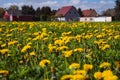 Vibrant yellow field of dandelions basking in the sunshine on a sunny summer day Royalty Free Stock Photo