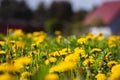 Vibrant yellow field of dandelions basking in the sunshine on a sunny summer day Royalty Free Stock Photo