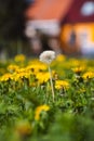 Vibrant yellow field of dandelions basking in the sunshine on a sunny summer day