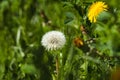 Vibrant yellow field of dandelions basking in the sunshine on a sunny summer day Royalty Free Stock Photo