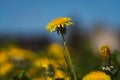 Vibrant yellow field of dandelions basking in the sunshine on a sunny summer day Royalty Free Stock Photo