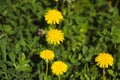 Vibrant yellow field of dandelions basking in the sunshine on a sunny summer day Royalty Free Stock Photo