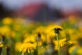 Vibrant yellow field of dandelions basking in the sunshine on a sunny summer day Royalty Free Stock Photo