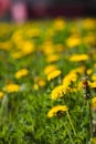 Vibrant yellow field of dandelions basking in the sunshine on a sunny summer day Royalty Free Stock Photo