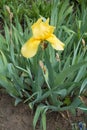 Vibrant yellow flower of bearded iris in spring Royalty Free Stock Photo