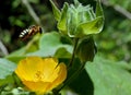 Yellow flower in a garden setting, featuring a small bee hovering over Royalty Free Stock Photo