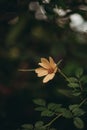 Vibrant yellow flower positioned in the center of lush green foliage