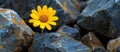 Yellow Flower on Pile of Rocks Royalty Free Stock Photo