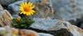 Yellow Flower on Pile of Rocks Royalty Free Stock Photo