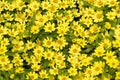 Vibrant yellow flowerbed