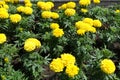 Vibrant yellow flowerheads of Mexican marigolds