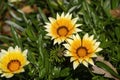 Vibrant yellow flowers of an African Daisy gazania Royalty Free Stock Photo