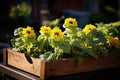 Vibrant yellow flowers bloom in a rustic wooden planter on a sunny day Royalty Free Stock Photo