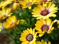 Vibrant yellow flowers with pink centers in a butterfly garden Santa Barbara, California. Royalty Free Stock Photo