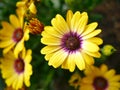 Vibrant yellow flowers with pink centers in a butterfly garden Santa Barbara, California. Royalty Free Stock Photo