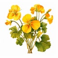 Vibrant Yellow Geraniums On White Background: Nasturtium Clipart