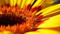 Vibrant yellow gerbera daisy, a single flower in extreme close up generated by AI Royalty Free Stock Photo
