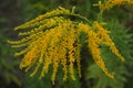 Vibrant yellow goldenrod flowers in full bloom with a soft-focus green background, showcasing the beauty of nature's Royalty Free Stock Photo