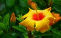 Vibrant yellow hibiscus flower