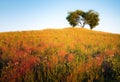 Vibrant yellow hill covered with dense grass with a heart shaped tree on the top of the hill with and with blue sky in the