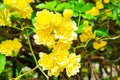 Vibrant Yellow Lady Banks Rose Blooms on a Sunny Day