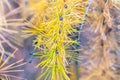 Vibrant yellow larch foliage macro with warm fall light Royalty Free Stock Photo