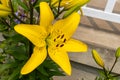 Vibrant yellow lily - speckled with tiny brown spots - blooms amidst green foliage - concrete steps and white railing background