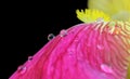 Vibrant yellow magenta iris flower petals closeup with raindrops Royalty Free Stock Photo