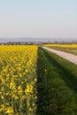 Vibrant yellow meadow bursting with wildflowers and lush greenery, set against a dirt road Royalty Free Stock Photo