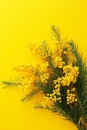 Vibrant Yellow Mimosa Flowers in Full Bloom Against a Yellow Background