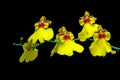 Vibrant yellow oncidium or dancing lady orchids with black background