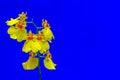 Vibrant yellow oncidium or dancing lady orchids with blue background
