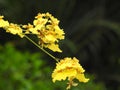 Vibrant yellow Oncidium flexuosum flowers grown in the garden