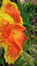 Vibrant yellow orange flower petals background Royalty Free Stock Photo
