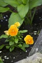 Yellow flowerbed