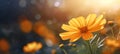 Vibrant yellow orange marigold on captivating magical bokeh background with left sided text space