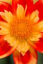 Vibrant yellow and orange pink and red colored dahlia Royalty Free Stock Photo